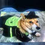 Idina Menzel Instagram - Defying grrrrrvity. One of the wonderful teachers I met this week on the #ProudMouse tour shared this photo with me. Her name is #Elphaba. She will be pup-ular. 💚