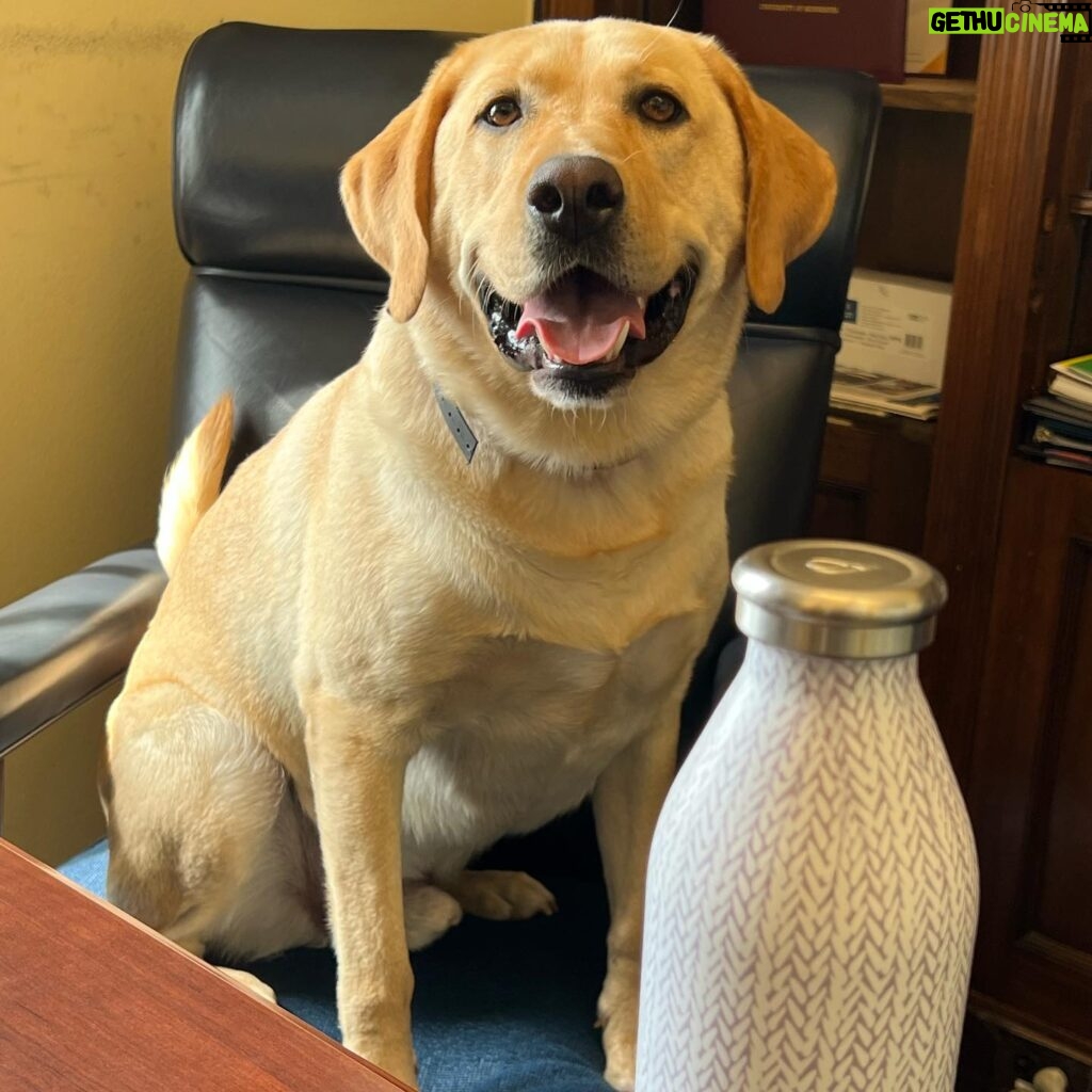 Ilhan Omar Instagram - Teddy was such a good boy today at work 🐶