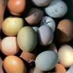 Isabella Rossellini Instagram – Happy Easter ! The chickens are laying their wonderful eggs ( the color of the shell depends on the chicken breeds). Thanks  to our farm members for supporting @mamafarm