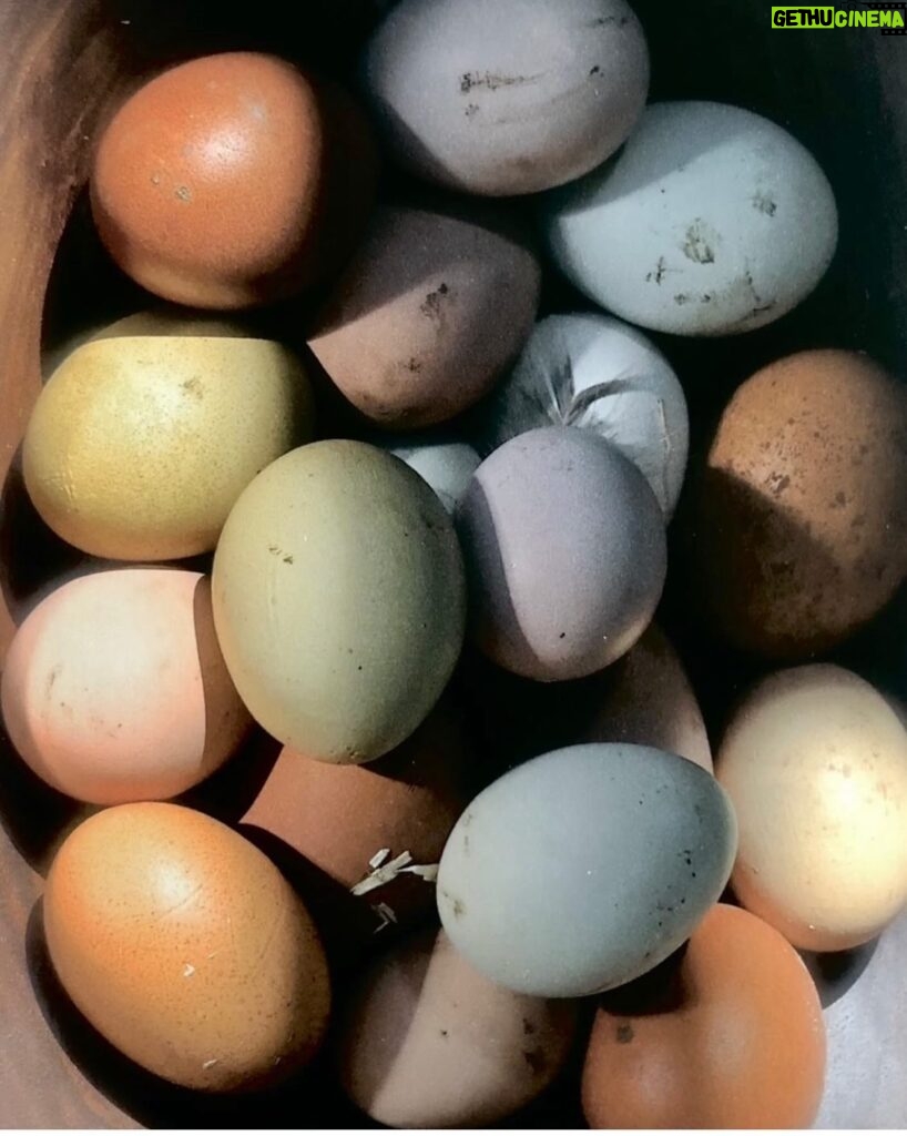 Isabella Rossellini Instagram - Happy Easter ! The chickens are laying their wonderful eggs ( the color of the shell depends on the chicken breeds). Thanks to our farm members for supporting @mamafarm