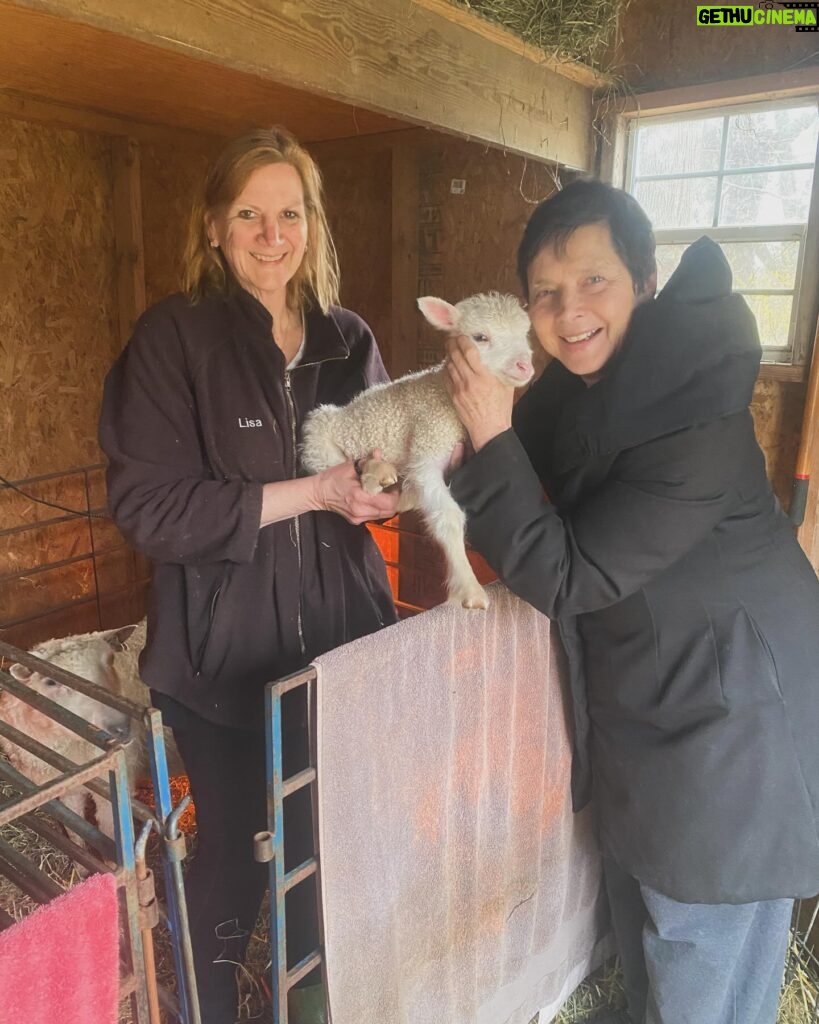 Isabella Rossellini Instagram - Lisa ‘s sheep had 5 lambs @bayhavenshorttails .Lisa keeps her sheep at our farm in the summer. @mamafarm