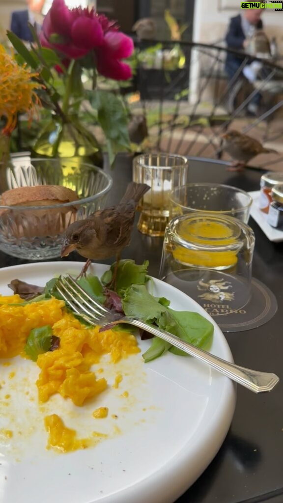 Isabella Rossellini Instagram - Having breakfast in Rome feeling a bit like St. Francis … the saint protector of animals