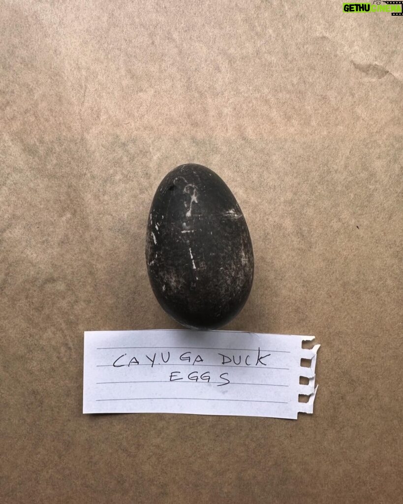 Isabella Rossellini Instagram - The extraordinarily strange eggs of the Cayuga ducks who lay black eggs now but as the season advances the eggs brighten to become white @mamafarm