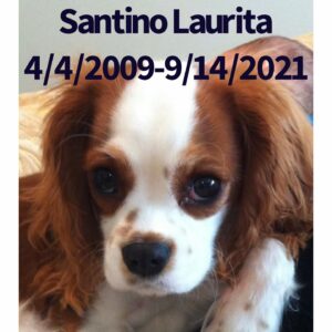Jacqueline Laurita Instagram - My heart hurts! 😔💔🐶 We lost our beautiful beloved Santino! I was with him when he passed and it was very peaceful. He was ready. He was the most loving, gentle, good natured dog. His tail was always wagging and he was always giving kisses. He was the perfect puppy for our family. He will be greatly missed, but we’re glad to know he’s at peace now. He was almost 12 1/2 years old! My chubby puppy… I’ll love and miss you always. ❤️#cavalierkingcharlesspaniel
