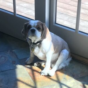 Jacqueline Laurita Instagram - My heart hurts! 😔💔🐶 We lost our beautiful beloved Santino! I was with him when he passed and it was very peaceful. He was ready. He was the most loving, gentle, good natured dog. His tail was always wagging and he was always giving kisses. He was the perfect puppy for our family. He will be greatly missed, but we’re glad to know he’s at peace now. He was almost 12 1/2 years old! My chubby puppy… I’ll love and miss you always. ❤️#cavalierkingcharlesspaniel