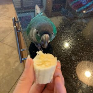 Jaiden Dittfach Instagram - action shot of 0.5 seconds until banana massacre