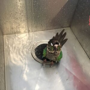 Jaiden Dittfach Instagram - bath: aggressive vs pacifist mode