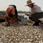 Jaimie Alexander Instagram – Say hello to the women oyster farmers of Kartong, The Gambia 👋

Self Help Africa are working with these women as part of our @irish.aid funded project that aims to improve food security and incomes for 12,000 people, through: 
– Sustainable oyster harvesting and processing 
– Waste management 
– Vegetable production 

Today, a group of women oyster farmers demonstrated to our Gambia team & @jaimiealexander a number of programme activities, including: 

– Rack culturing oysters – stringing the oysters and placing on ‘racks’ in the water to better protect mangroves 
– Sorting through oysters to find the superior female oyster shells 
– The planting of new mangroves and the protection of existing and restored mangrove forests

Why are programmes like this so vital in The Gambia? Low lying coastal areas such as Kartong are particularly vulnerable to the impacts of climate change, putting livelihoods at risk. 

Part of the solution lies in protecting the previous mangrove forests of the region. Mangroves are a hotspot for biodiversity, providing food and income through activities such as oyster farming – and are also up to seven times more effective than other forests at removing polluting carbon from the atmosphere. 

Working together, women oyster farmers in The Gambia are transforming their families’ futures and protecting our precious planet too 💚