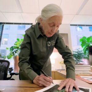 Jane Goodall Thumbnail - 19.4K Likes - Top Liked Instagram Posts and Photos