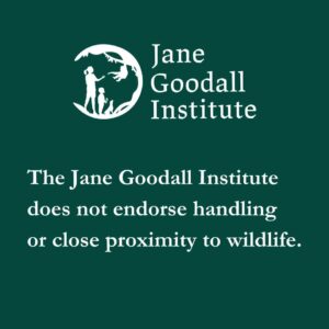 Jane Goodall Thumbnail - 5.6K Likes - Top Liked Instagram Posts and Photos