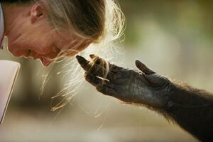 Jane Goodall Thumbnail - 20K Likes - Top Liked Instagram Posts and Photos