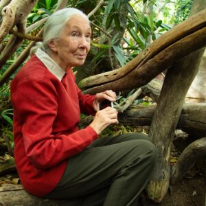 Jane Goodall Thumbnail - 10.5K Likes - Top Liked Instagram Posts and Photos