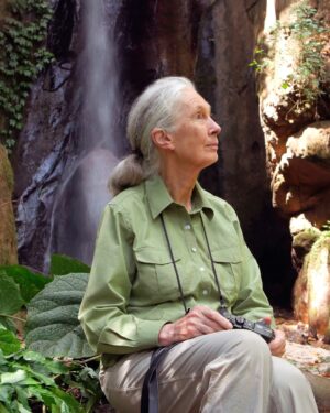 Jane Goodall Thumbnail - 8K Likes - Top Liked Instagram Posts and Photos