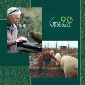 Jane Goodall Thumbnail - 42.9K Likes - Most Liked Instagram Photos