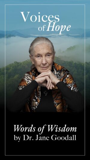 Jane Goodall Thumbnail - 23.2K Likes - Top Liked Instagram Posts and Photos
