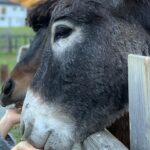 Janina Uhse Instagram - Anzeige, weil markiert// Den drehfreien Tag bestmöglich genutzt im @naturhotelforsthofgut 🏔️🥰 1. Leckeren Cocktail geschlürft 2. Im Family Spa erholt 3. Den Kinderbereich unsicher gemacht 4. Herrlich schnabuliert 5. Neue Freunde gefunden Bis gaaaanz bald 🥰