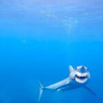 January Jones Instagram - Repost from @abc4explore • ‼️🆘PLEASE SHARE THIS WITH AS MANY PEOPLE AS YOU CAN🆘‼️Now that Shark Week is over, let’s not forget to keep supporting OCEAN CONSERVATION efforts around the world to PROTECT & RESPECT SHARKS! SOMETHING YOU CAN DO RIGHT NOW TO SAVE SHARKS is send a polite message to @MayorDonnaHoladay holadayformayor@gmail.com & @cityofnewburyport @visitnbpt and ask them to “PLEASE STOP THE SHARK KILLING CONTEST” that is happening THIS WEEKEND IN THE USA!!! Sharks are incredibly polite & absolutely vital predators to this planet, so let’s fight for their survival so they don’t end up dead or deformed like this poor Mako Shark with its jaws ripped out as a result of shark fishing. Nothing on this planet deserves to be relentlessly targeted & murdered every single day of its life… #stopkillingsharks #abc4explore