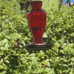 Jasmine Luv Instagram - WATCH UNTIL THE END Just wanted to put something therapeutic on your timeline ❤️ Have a great week #GodisGood #hummingbirdfeeder