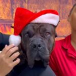 Jasmine Luv Instagram - We know who isn’t in the Christmas spirit 😂😂😂🎄 @zeus_luvnslim said “GONE GET AND TAKE THAT HAT WITH YOU” 😂🐕 Merry Christmas from my family to yours @tallguycarreviews_ #christmasphotos #presacanario #dogsofinstagram #doglover #christmas #christmasdecor