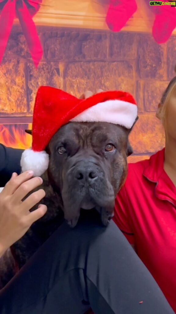 Jasmine Luv Instagram - We know who isn’t in the Christmas spirit 😂😂😂🎄 @zeus_luvnslim said “GONE GET AND TAKE THAT HAT WITH YOU” 😂🐕 Merry Christmas from my family to yours @tallguycarreviews_ #christmasphotos #presacanario #dogsofinstagram #doglover #christmas #christmasdecor