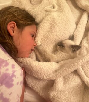 Jenna Bush Hager Instagram - Introducing the newest member of the Hager fam… Mango! Poppy’s new kitten! And he’s already best friends with his sister Hollywood 😸😸😸💓💓