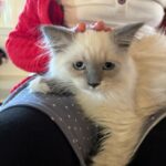 Jenna Bush Hager Instagram - Introducing the newest member of the Hager fam… Mango! Poppy’s new kitten! And he’s already best friends with his sister Hollywood 😸😸😸💓💓