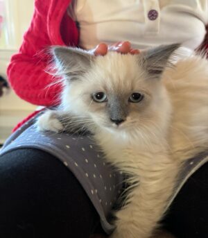 Jenna Bush Hager Instagram - Introducing the newest member of the Hager fam… Mango! Poppy’s new kitten! And he’s already best friends with his sister Hollywood 😸😸😸💓💓