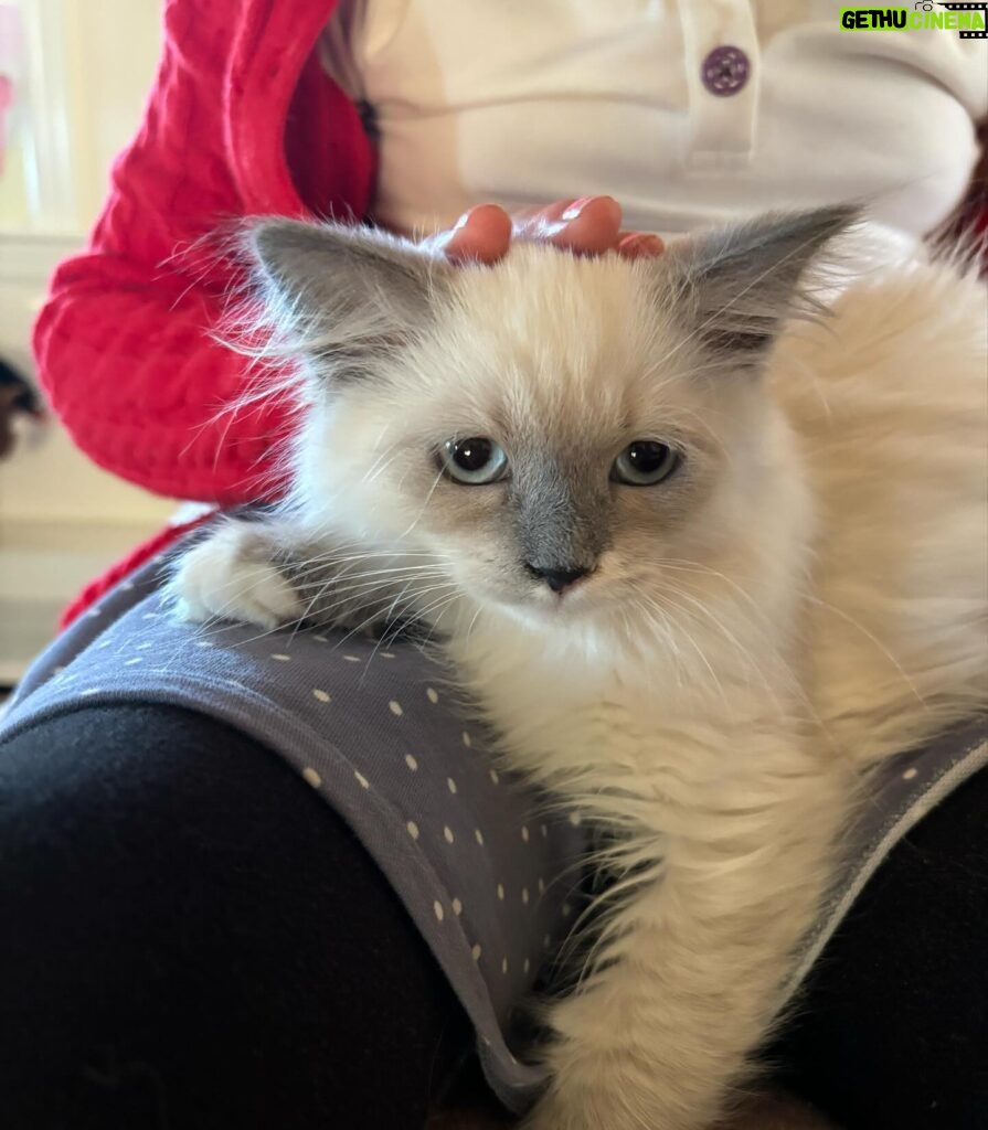 Jenna Bush Hager Instagram - Introducing the newest member of the Hager fam… Mango! Poppy’s new kitten! And he’s already best friends with his sister Hollywood 😸😸😸💓💓