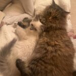 Jenna Bush Hager Instagram - Introducing the newest member of the Hager fam… Mango! Poppy’s new kitten! And he’s already best friends with his sister Hollywood 😸😸😸💓💓