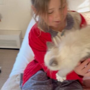 Jenna Bush Hager Instagram - Introducing the newest member of the Hager fam… Mango! Poppy’s new kitten! And he’s already best friends with his sister Hollywood 😸😸😸💓💓