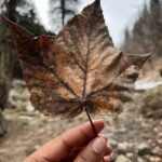 Jenna Ortega Instagram - 🍁