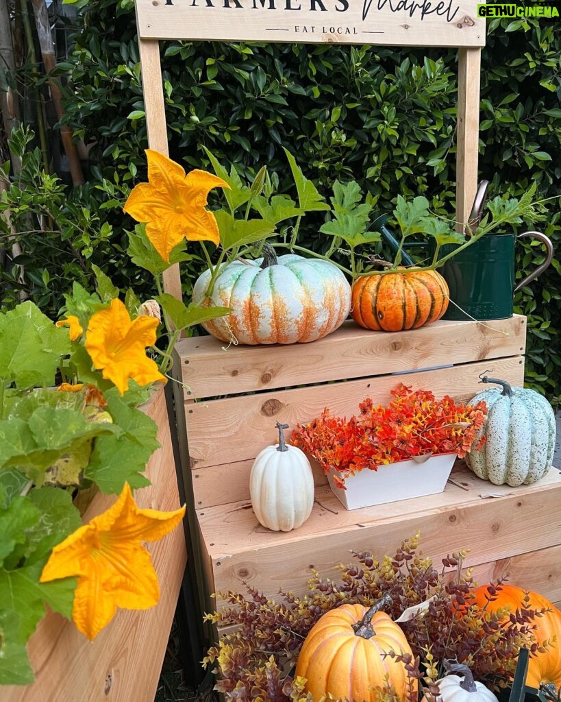Jennifer Love Hewitt Instagram - Update on my pumpkin patch. Starting to see some small little ones and feeling hopeful. It’s been so fun. Hope I get something to show you. 🍂🎃🤞🏻