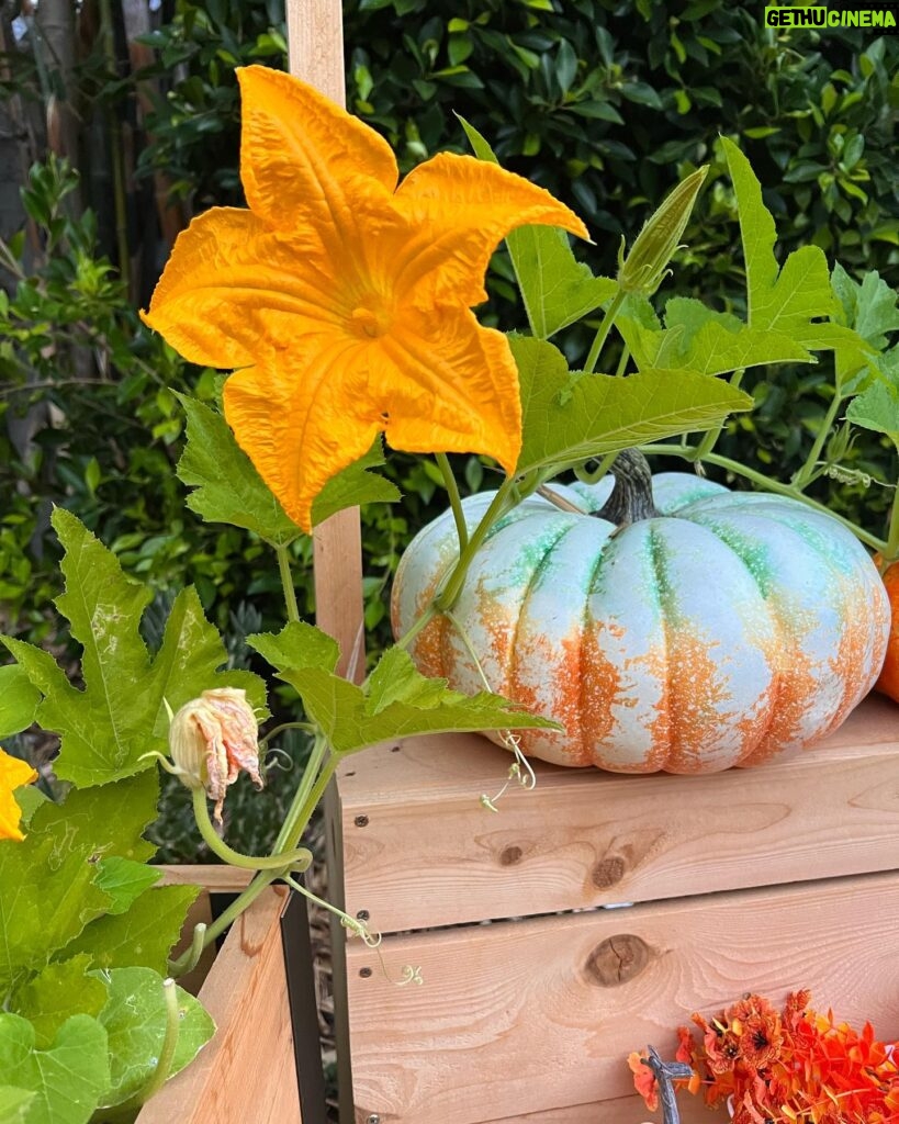 Jennifer Love Hewitt Instagram - Update on my pumpkin patch. Starting to see some small little ones and feeling hopeful. It’s been so fun. Hope I get something to show you. 🍂🎃🤞🏻