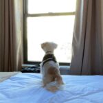 Jennifer Morrison Instagram - #nyc with #avathedog