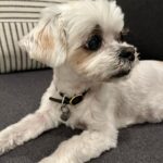 Jennifer Morrison Instagram - Happy birthday #avathedog ❤️