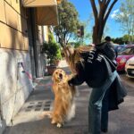 Jenny De Nucci Instagram - 🍋🍋 nella terza foto c’è un indovinello: quale sono io e qual è il golden retriever? livello: abb difficile ame