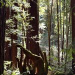 Jessica Henwick Instagram - Redwoods ❤️