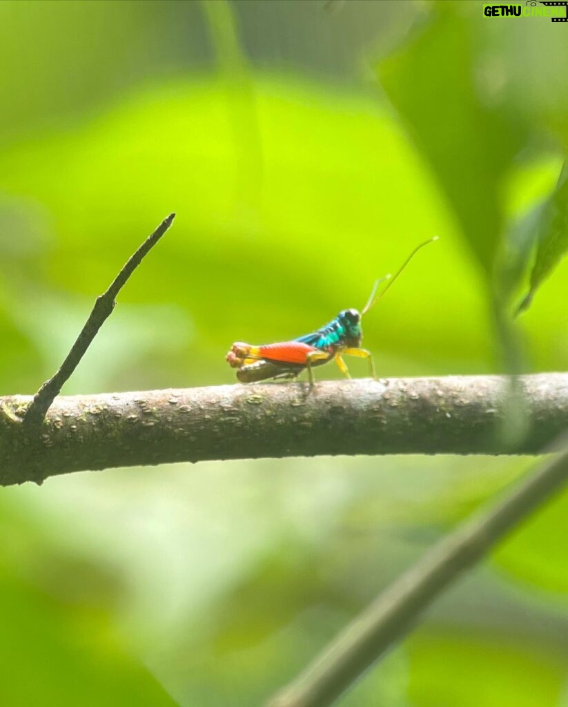 Jhendelyn Nuñez Instagram - Parque Nacional Manuel Antonio 🤩 - Un lindo recorrido por su selva, donde te encuentras con perezosos (mis fav😍), monos capuchino de cara blanca en peligro de extinción, playas de arena blanca, hasta cientos de especies de aves. 🤩 Si tiene pensado venir reserve con mucha anticipación, ya que no habían entradas para comprar en la página oficial hasta en 2 semanas más. Hay personas que compran las entradas para revenderlas en 60 a 80 USD y salen 18 USD en el sitio oficial. #manuelantonio #costarica🇨🇷 #parquenacionalmanuelantonio