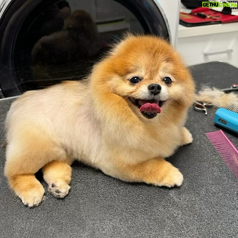 Jill Zarin Instagram - Bossi has taken over! I mean look at that face!! Happy Thursday everyone. Reminder that @shopjillandally new manifestation line is out now! Shop at my link in bio before Bossi buys them all! Xo 🕯️💜🐾 @bossizarin #shopnow #linkinbio #bossiknowsbest #freshgroom #happypup #doglover