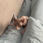 João Guilherme Ávila Instagram - life lately 🤓 (Últimos episódios de “Da Ponte Pra Lá” já disponíveis na @streammaxbr )