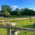 Joanna Chimonides Instagram - Weekend @ the farm 🐐