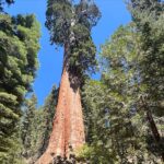 Jodie Sweetin Instagram - Have been enjoying some end of summer travel and unplugging with the family the last couple weeks. First up was a trip to Sequoia and Kings Canyon National Park to celebrate our 1st Anniversary on July 30! The pictures can’t POSSIBLY show how massive these forests are! Standing and looking up makes you feel very small (which is a good perspective sometimes!) The little Boho Glamping Cabin we booked on airbnb even had an outdoor shower/sink… made brushing my teeth WAY prettier. If you haven’t been there, it’s def a bucket list item! ❤️🌲🏕️