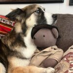 Jodie Sweetin Instagram - I hear it’s #nationaldogday today? Isa says she’ll celebrate by taking naps, getting snugs, and eating treats… like every day. #adoptdontshop #rescuedog @shadowhuskyrescue ❤️❤️