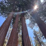Jodie Sweetin Instagram - Have been enjoying some end of summer travel and unplugging with the family the last couple weeks. First up was a trip to Sequoia and Kings Canyon National Park to celebrate our 1st Anniversary on July 30! The pictures can’t POSSIBLY show how massive these forests are! Standing and looking up makes you feel very small (which is a good perspective sometimes!) The little Boho Glamping Cabin we booked on airbnb even had an outdoor shower/sink… made brushing my teeth WAY prettier. If you haven’t been there, it’s def a bucket list item! ❤️🌲🏕️