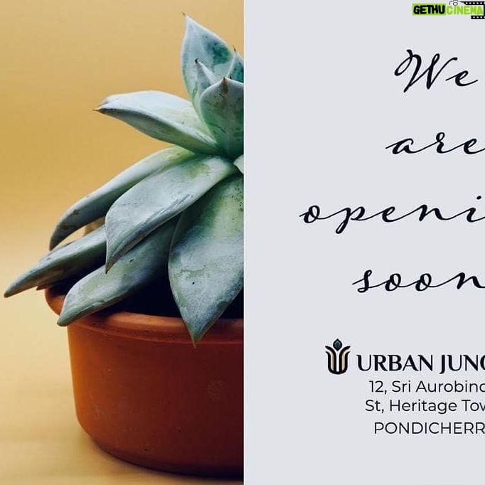 Josh Hutcherson Instagram - First time in Pondicherry an indoor green store for Plants and Pots. For all those who love and care plants, we are opening soon. Let’s bring nature in.... #urbanjungle #indoorplants #pondicherry #pondicherryindoorplants #wetheurbanjungle #urbanjunglepondicherry #potsandplants #indoorplantsdecor