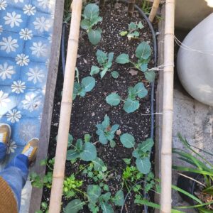 Juana Viale Instagram - Amarillo limón y otras paletas.....