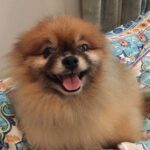 Julie Estelle Instagram - RIP Bubbly, 13 years of memories we shared together will forever be in my heart. Thank you for bringing so much happiness and joy into our family..See you on the other side my Buyuu🤍🤍🤍 #dogheaven🐾