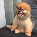 Julie Estelle Instagram - RIP Bubbly, 13 years of memories we shared together will forever be in my heart. Thank you for bringing so much happiness and joy into our family..See you on the other side my Buyuu🤍🤍🤍 #dogheaven🐾