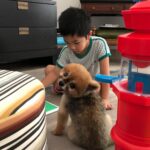 Julie Estelle Instagram - RIP Bubbly, 13 years of memories we shared together will forever be in my heart. Thank you for bringing so much happiness and joy into our family..See you on the other side my Buyuu🤍🤍🤍 #dogheaven🐾