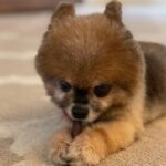 Julie Estelle Instagram - RIP Bubbly, 13 years of memories we shared together will forever be in my heart. Thank you for bringing so much happiness and joy into our family..See you on the other side my Buyuu🤍🤍🤍 #dogheaven🐾